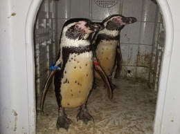 В Британии молодой человек пошел на кражу со взломом, чтобы выкрасть из зоопарка пару пингвинов Гумбольта