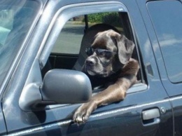 Собаки за рулем становятся похожи на хозяев (фото)