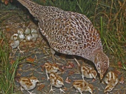 В питомнике на Херсонщине к концу лета планируют вырастить около трех тысяч фазанов