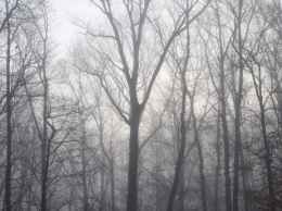 В Киевской области объявили штормовое предупреждение из-за тумана - ГСЧС