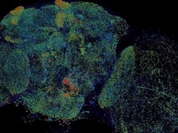 Как выглядит наноструктура мозга: потрясающее видео