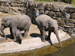 Имена появились у трех слонов из «Уголка дедушки Дурова»