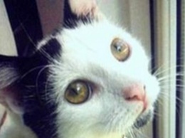 Кот вернулся к хозяйке спустя три года после смерти