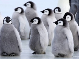 В сети показали видео, где неуклюжие пингвинята отбиваются от хищника