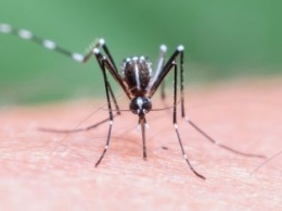 Во Львове был замечен очередной случай малярии