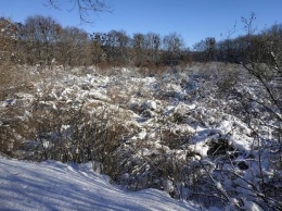 Придавило снегом: на Полтавщине под сугробами погруз Сиреневый гай