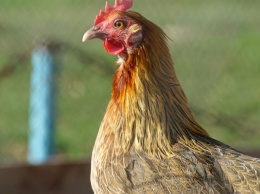 В Шотландии занимаются созданием CRISPR-куриц, устойчивых к гриппу