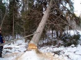 Трагедия в Харьковской области: мужчина погиб в лесу