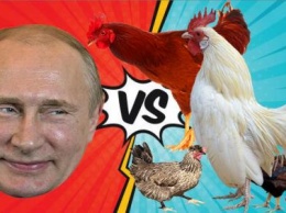 «Курицы к Пасхе объявят бойкот!»: Яйца увеличатся в стоимости, а их качество снизится