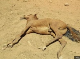 В Австралии из-за экстремальной жары погибают дикие лошади