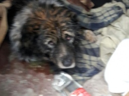 В Никополе спасли пса, провалившегося под лед