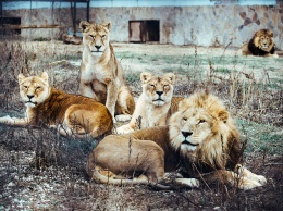 В крымском зоопарке лев напал на посетительницу