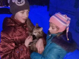 На Салтовке спасли кошку, замерзавшую на дереве (фото)