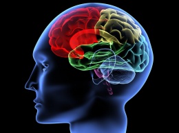 Ученые обнаружили, как мозг реагирует на прикосновения: "сенсационные результаты"