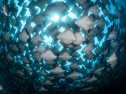 Ocean Art объявила лучшие подводные фото года