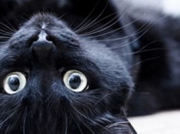 Черные кошки: приметы, которые сбываются
