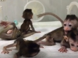 В Китае появились на свет клонированные CRISPR-обезьяны