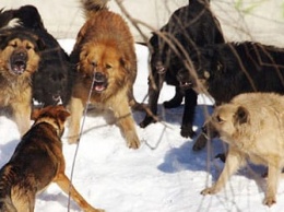 Свора диких собак разорвала животное на глазах у людей в центре города под Харьковом
