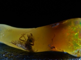 Ученый обнаружил древнее насекомое внутри драгоценного камня (Фото)