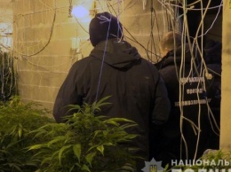 В Киеве двухэтажный пентхаус превратили в плантацию по выращиванию каннабиса