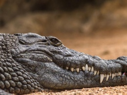 Филиппинец покусал крокодила, чтобы спасти сына