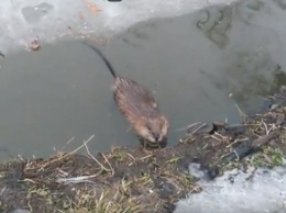 В Дубовой Роще сняли на видео нашествие водяных крыс (видео)