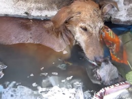 Помогите спасти: в Каменском собака упала в ливневку и еле подает признаки жизни