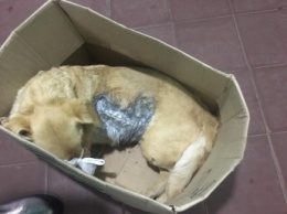 Изувеченная собака, которую выгнали из будки, обрела хозяев (фото)