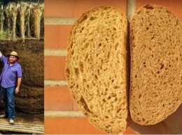 Хлебный злак: американцы вывели новый сорт пшеницы
