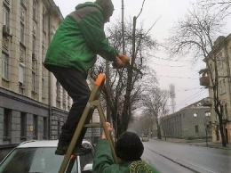 Озеленители Горзелентреста выполняют работы по подрезке деревьев