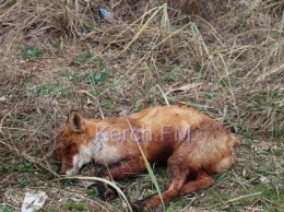 Мертвые животные и люди с наростами: в Керчи началась экологическая катастрофа (ВИДЕО)