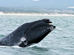 Ученые получили уникальное видео новорожденного кита