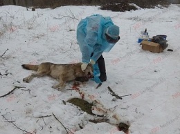 Волк, напавший на людей в Бердянском районе, все же был бешеным