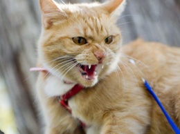 В трех селах Белоцерковщины ввели карантин из-за подтверждения бешенства у кошки