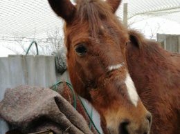 Последствия любашевского вестерна: лошадь жива и здорова, а преступник - в больнице