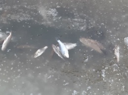 В Ирпене в реке массово гибнет рыба (фото)