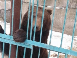 Из частного зоопарка на Донбассе забрали пять медведей