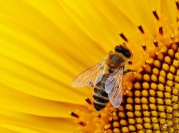 Ученые обучили пчел арифметике