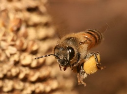 Пчелы оказались способны складывать и вычитать