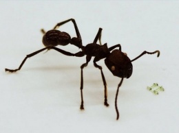 Микроскопический робот, размером с голову муравья, бегает со скоростью 134 м/час