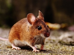 Ученые повторно вырастили ампутированные пальцы у мышей, добавив всего два белка