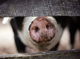 Хотела накормить их: домашние свиньи насмерть загрызли женщину