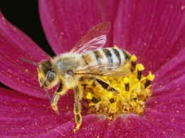Медоносная пчела способна выполнять математические действия - сложение и вычитание