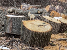 В Запорожье наказали браконьера, уничтожившего 16 деревьев