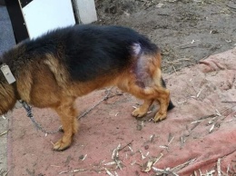 Житель Запорожья отказывается лечить свою больную собаку