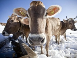 В Полтавской области закаляют коров