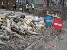 В Кривом Роге продолжается варварское «омоложение» деревьев - дрова заготавливали на пр. Мира (фото, видео)