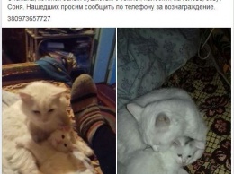 Из запорожского поезда вышвырнули домашнюю кошку с котенком (ФОТО)