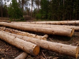 В 2018 году в Украине незаконно срубили 17,7 тысяч кубометров леса