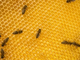 В Финляндии хотят вывести морозоустойчивых пчел